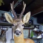 La imatge a la caça: La National Deer Alliance (NDA) i el respecte a l’animal caçat com a ritual